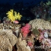 coral_soft_pc_h_0705_png1969.jpg